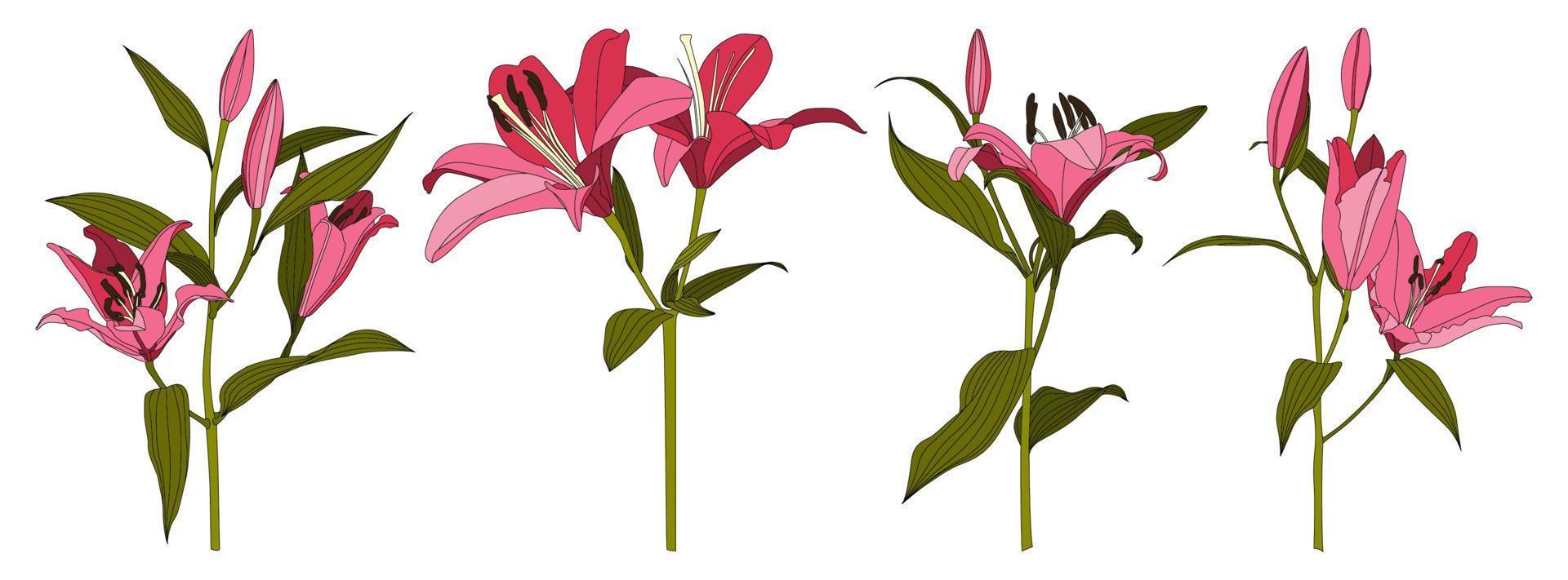 Set of isolated hand drawn pink lily flower vector
