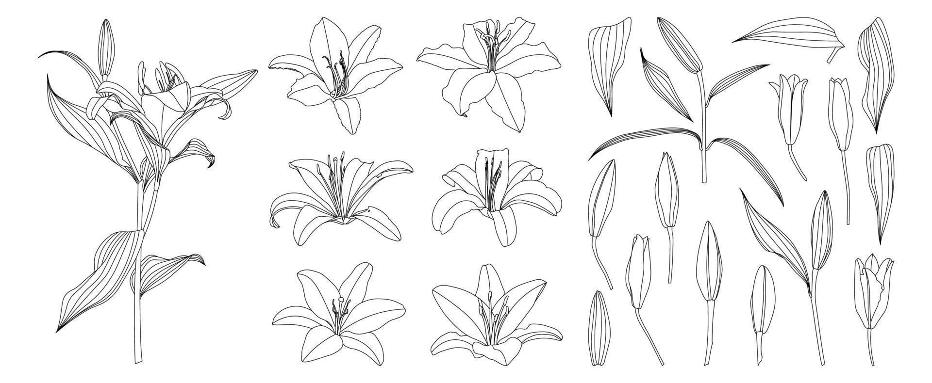 Set of isolated hand drawn outline lily flower vector