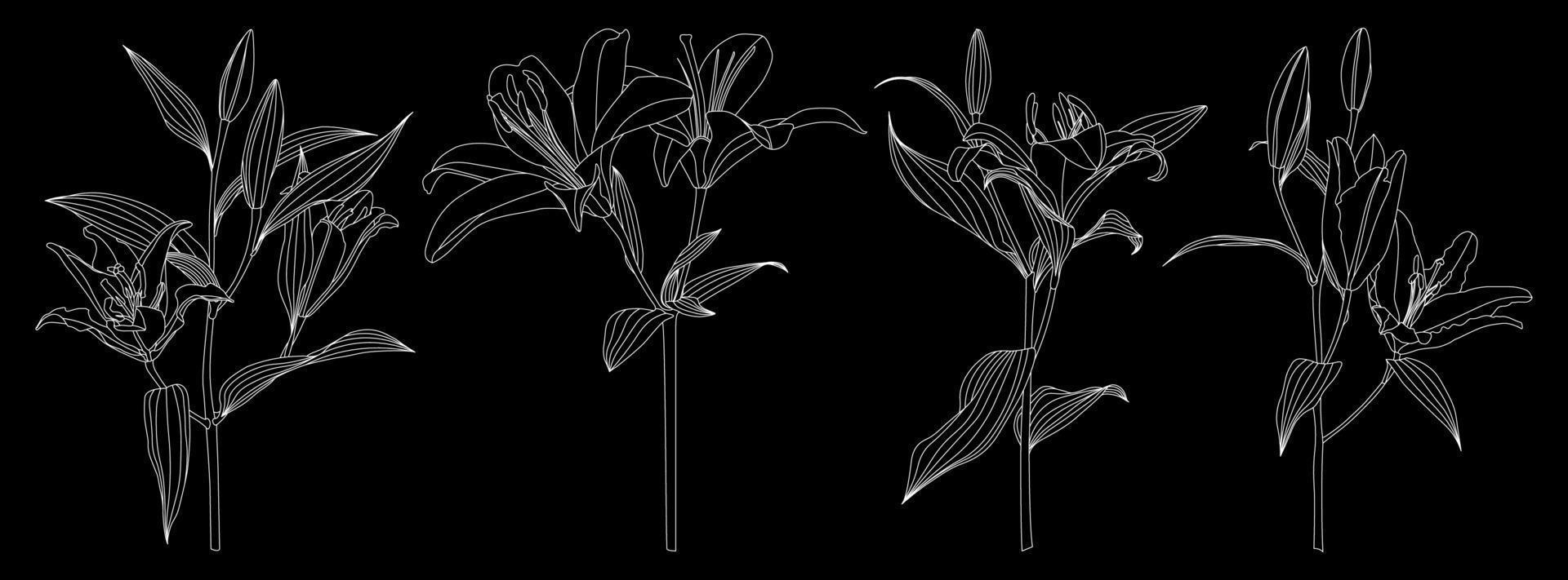 Set of isolated hand drawn outline lily flower vector