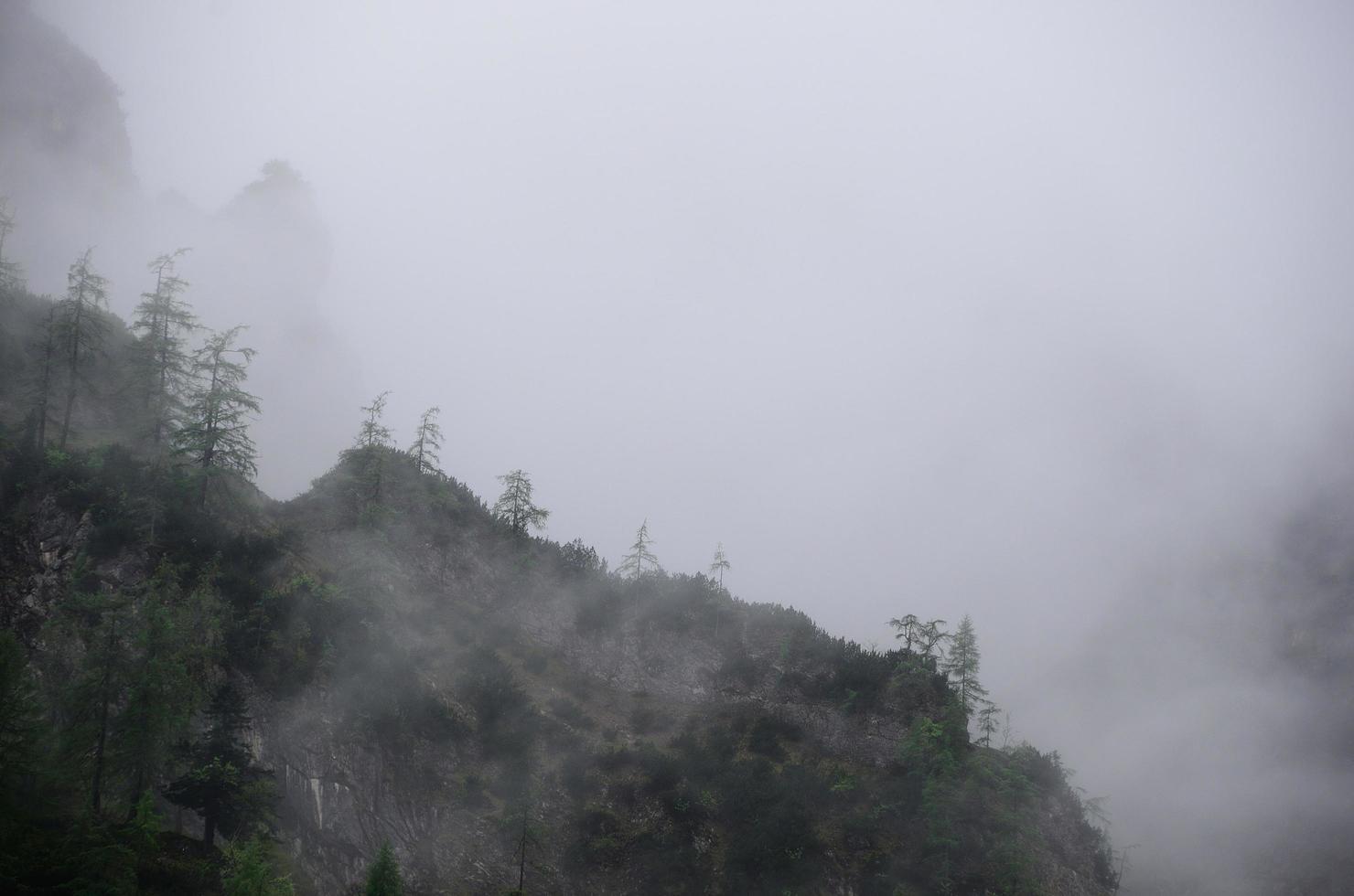 bosque en la montaña con niebla foto