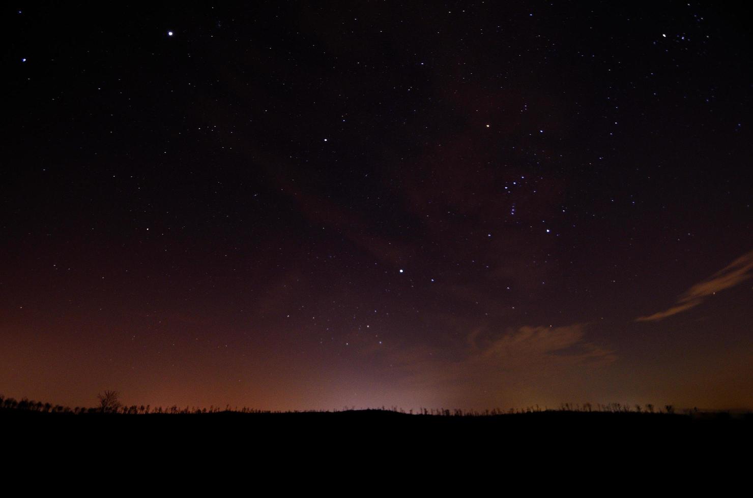 árboles del bosque y cielo estrellado foto