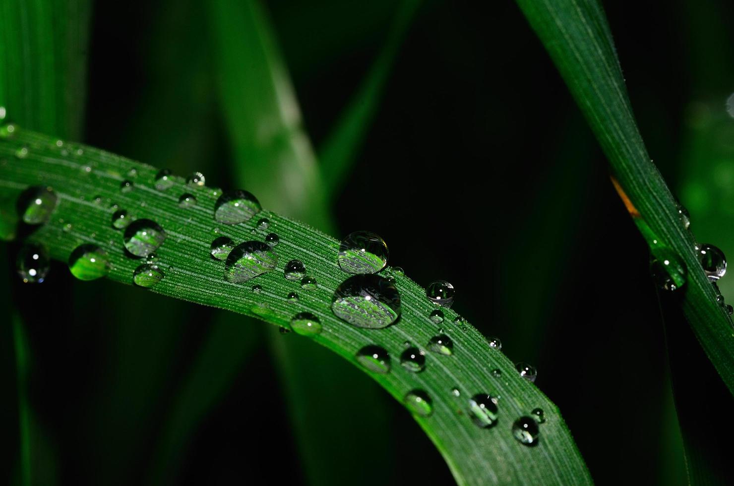 large raindrop on leaf photo
