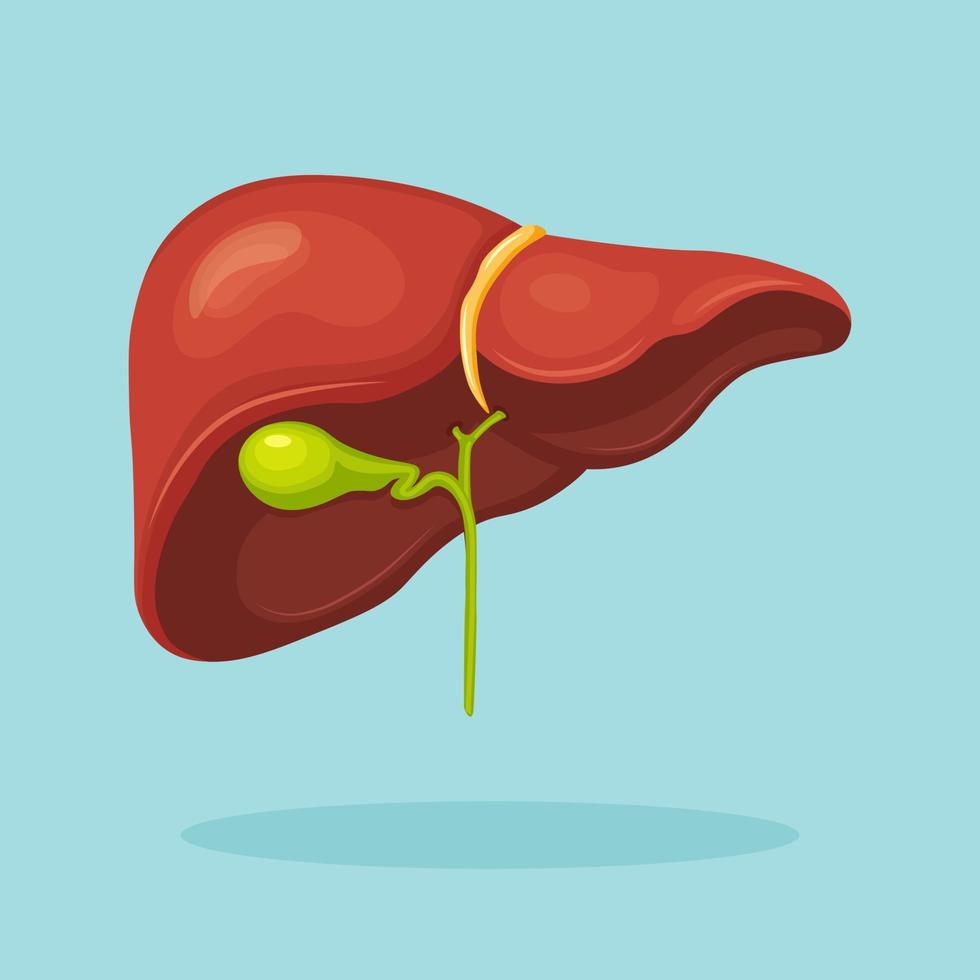 Human liver isolated on background. Internal organ. Gallbladder, aorta, portal vein, hepatic duct. Medical science anatomy. Vector flat design
