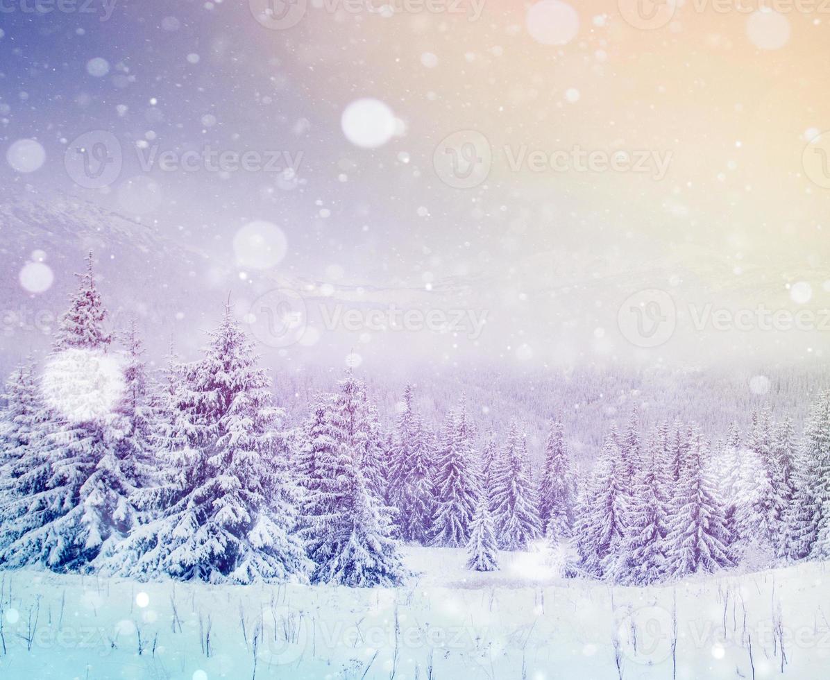 Mysterious winter landscape majestic mountains in winter. Magical winter snow covered tree. Photo greeting card. Bokeh light effect, soft filter. Carpathian. Ukraine.