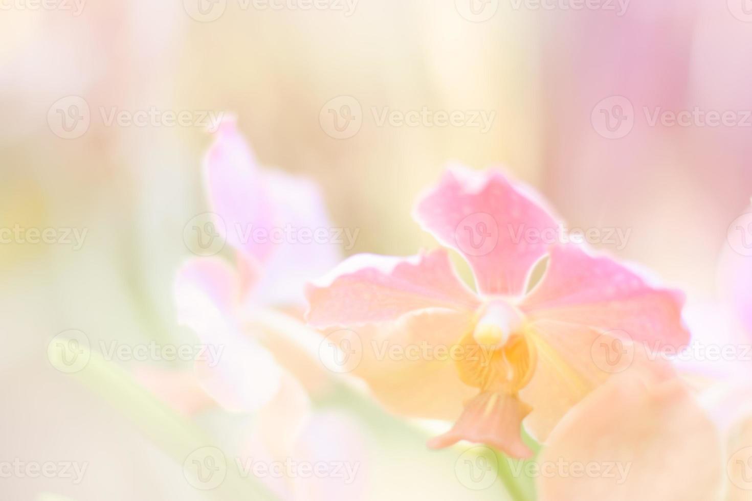 beautiful orchid flower background photo