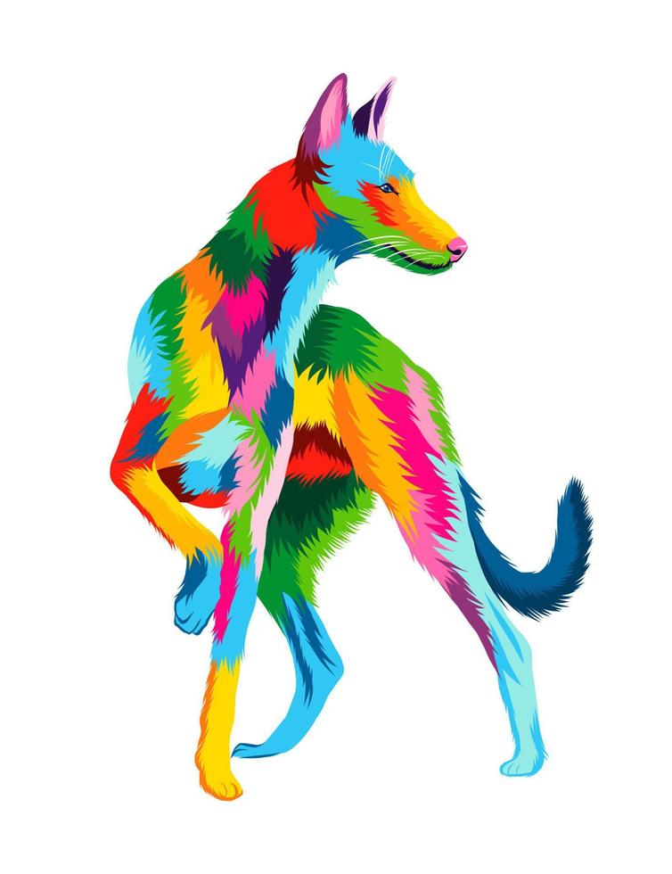 Abstract Ibizan Hound, Podenco ibicenco dog head portrait from multicolored paints. Colored drawing. Vector illustration of paints