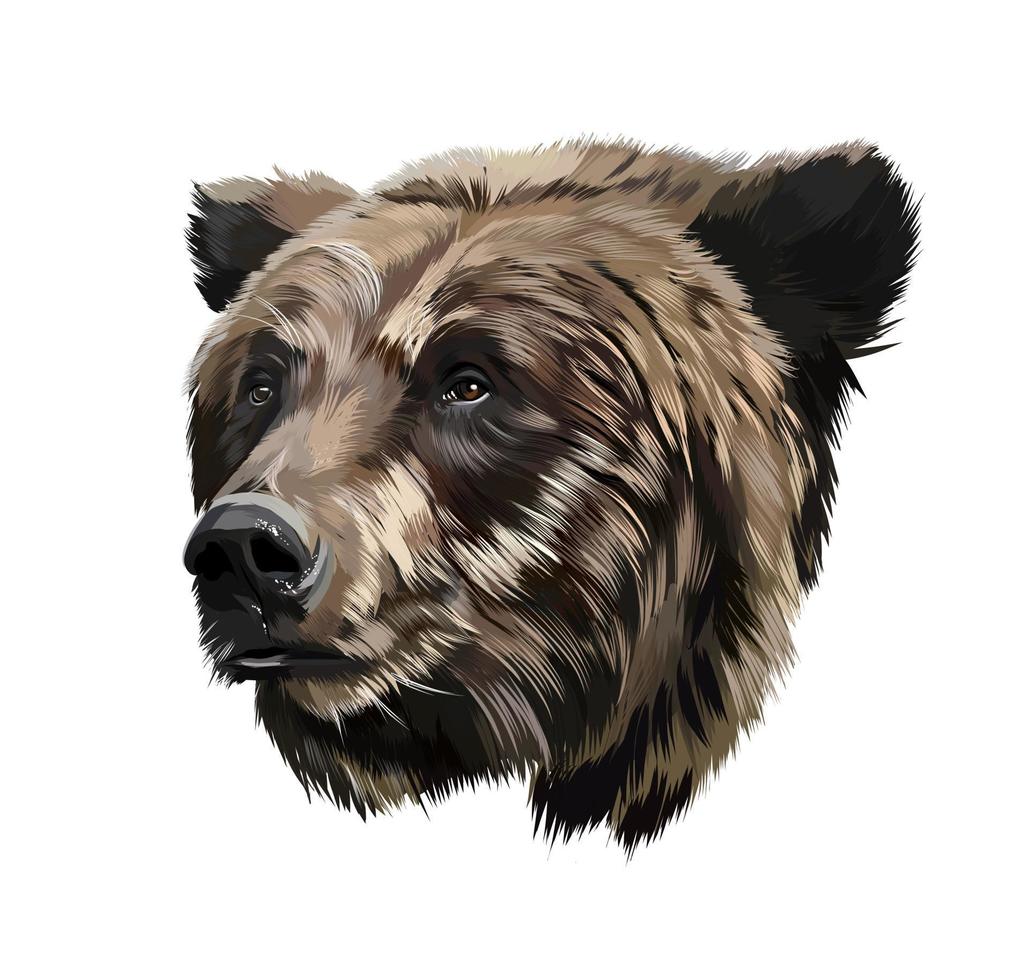 Bear head portrait from multicolored paints. Colored drawing. Vector illustration of paints