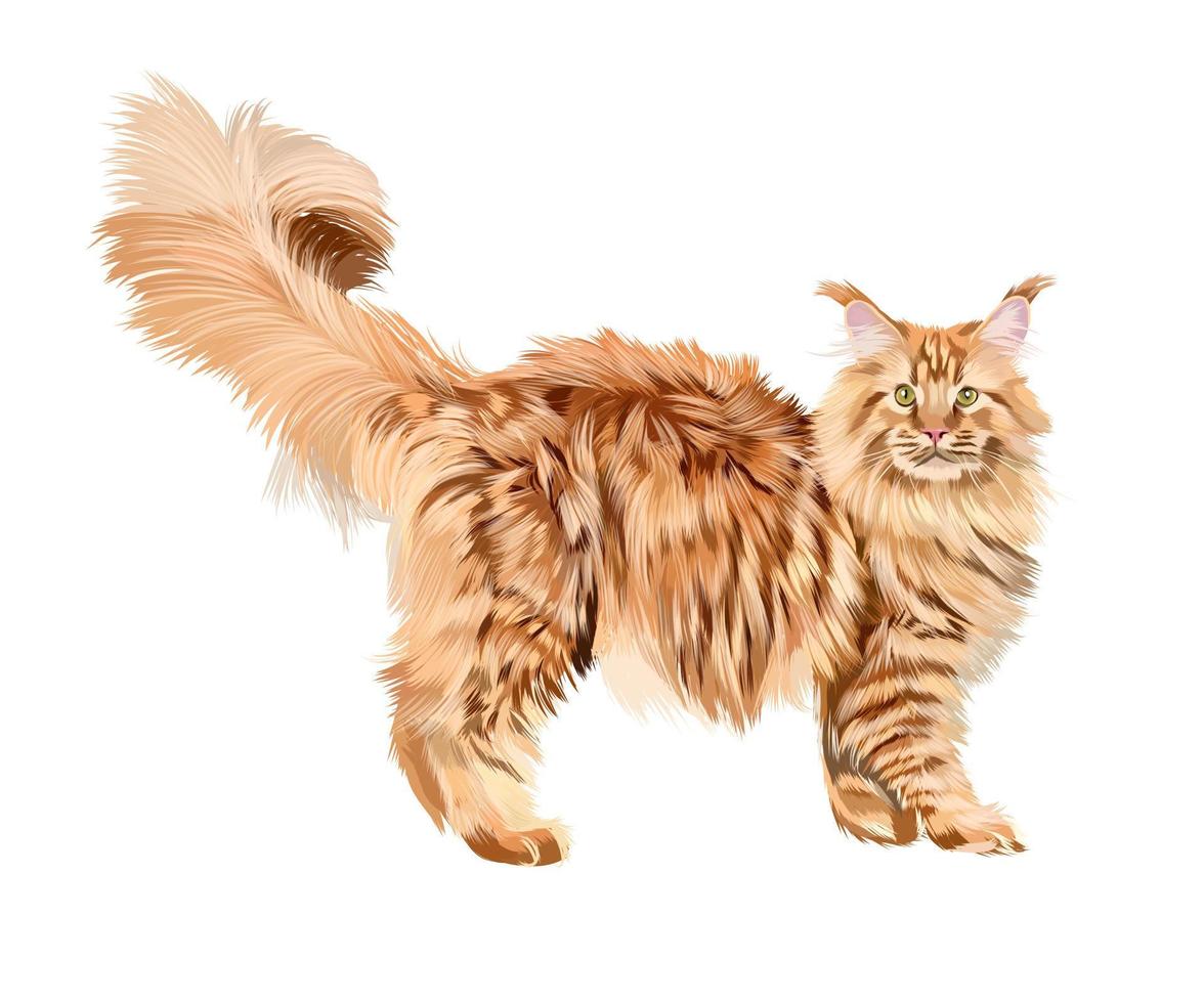 Beautiful red Maine Coon from multicolored paints. Colored drawing. Vector illustration of paints