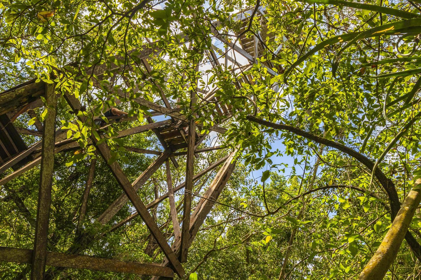 mirador de madera torre selva tropical a laguna muyil panorama mexico. foto