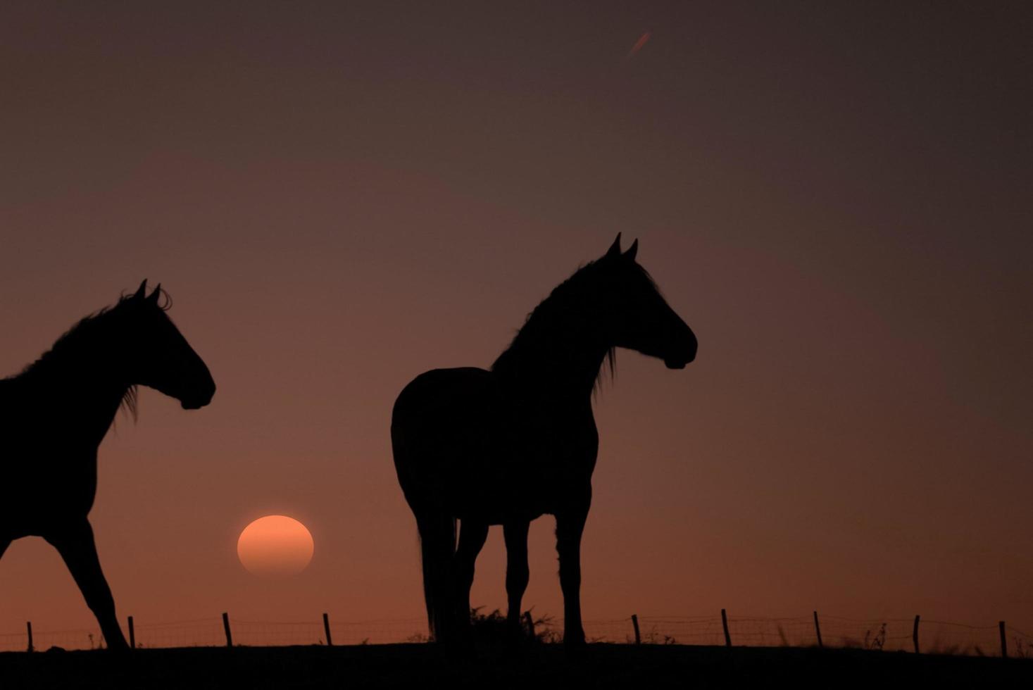 silueta de caballo en el prado con una hermosa puesta de sol foto