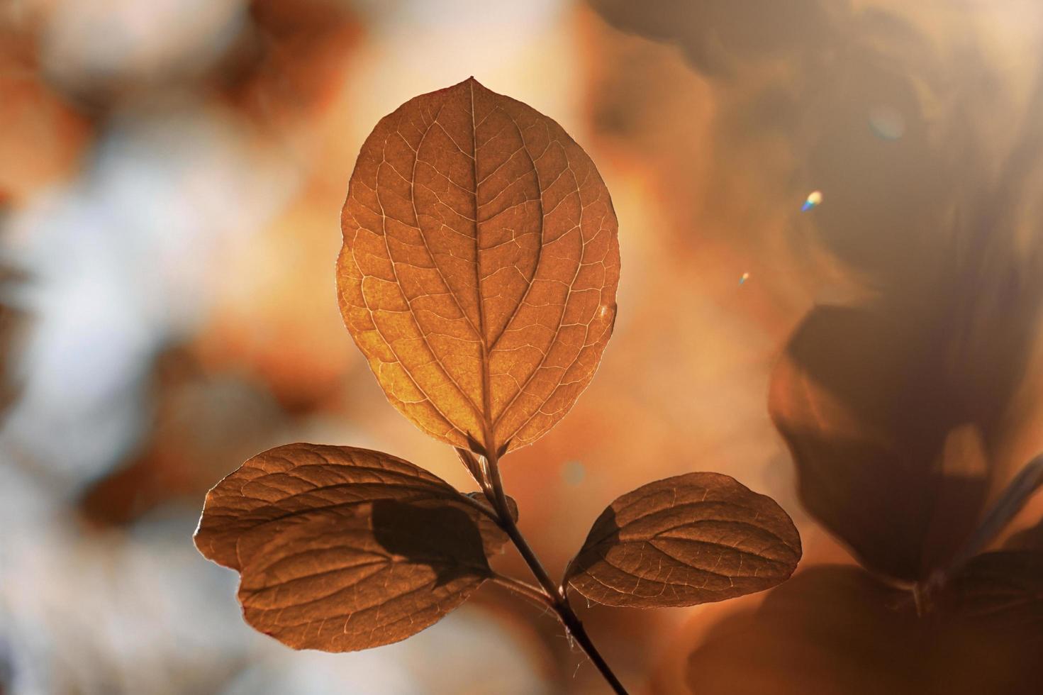 brown tree leaves in autumn season photo