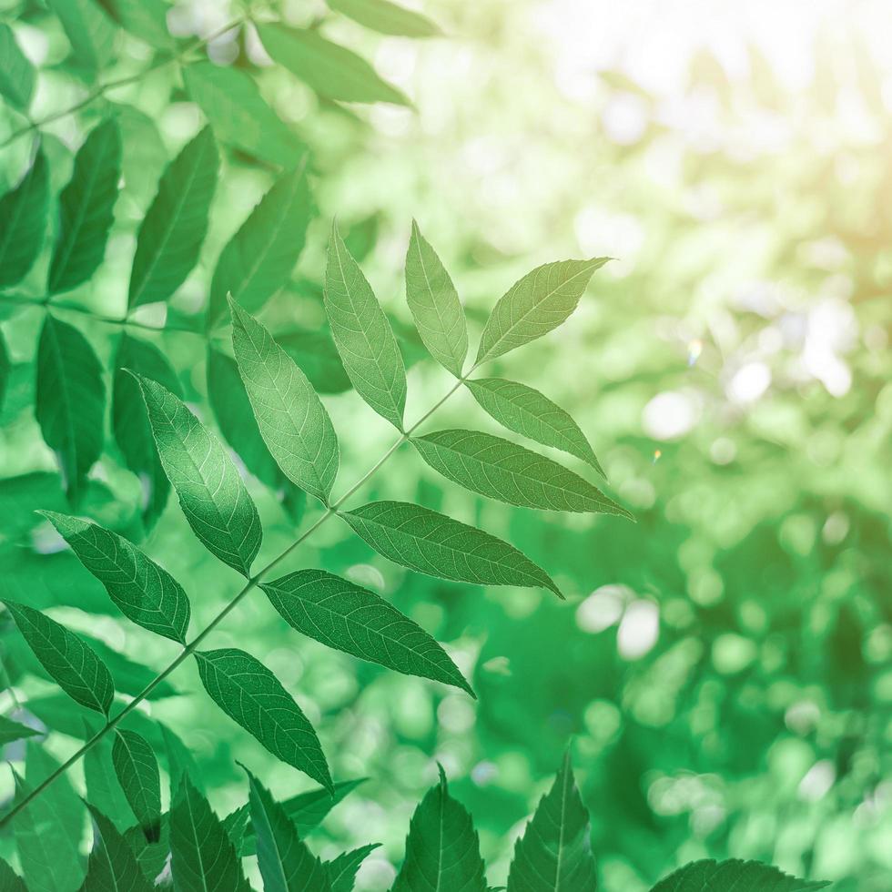 green tree leaves in the nature in springtime photo