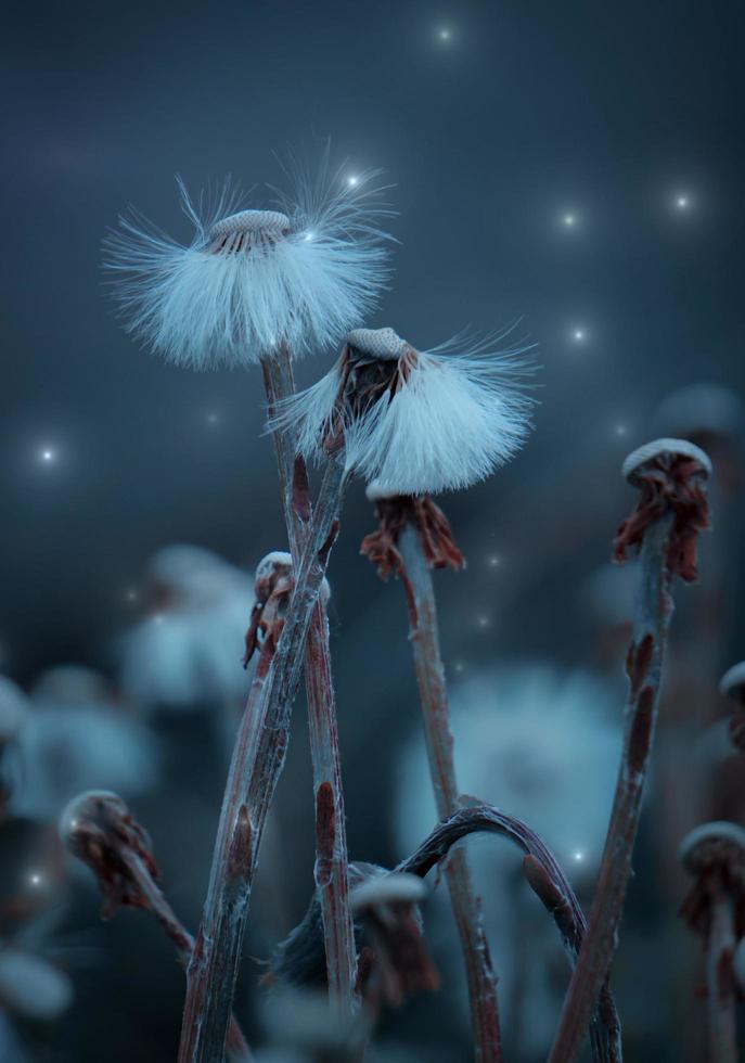 romantic dandelion flower seed in the nature in autumn season photo