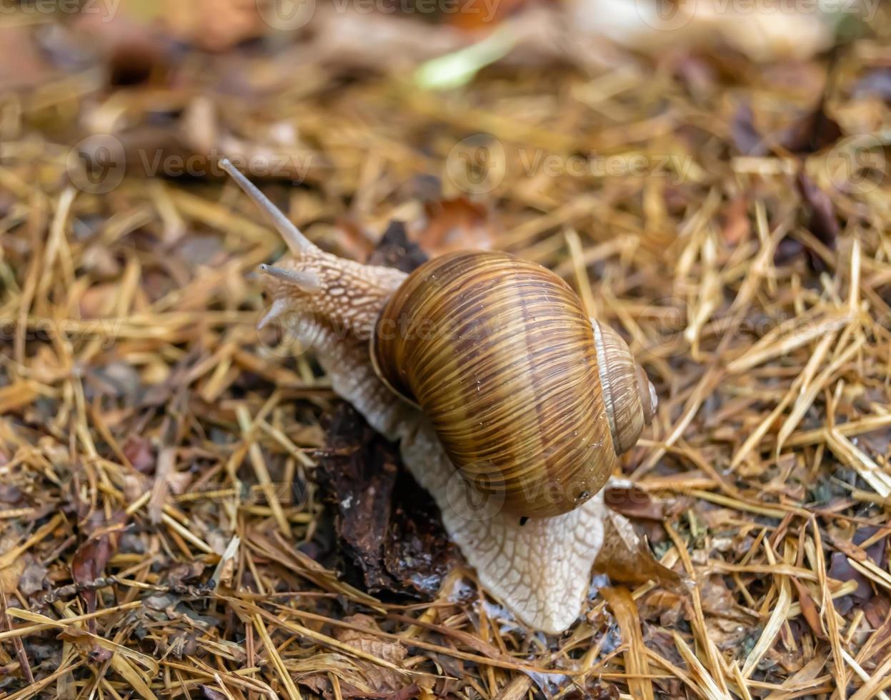 Big garden snail in shell crawling on wet road photo