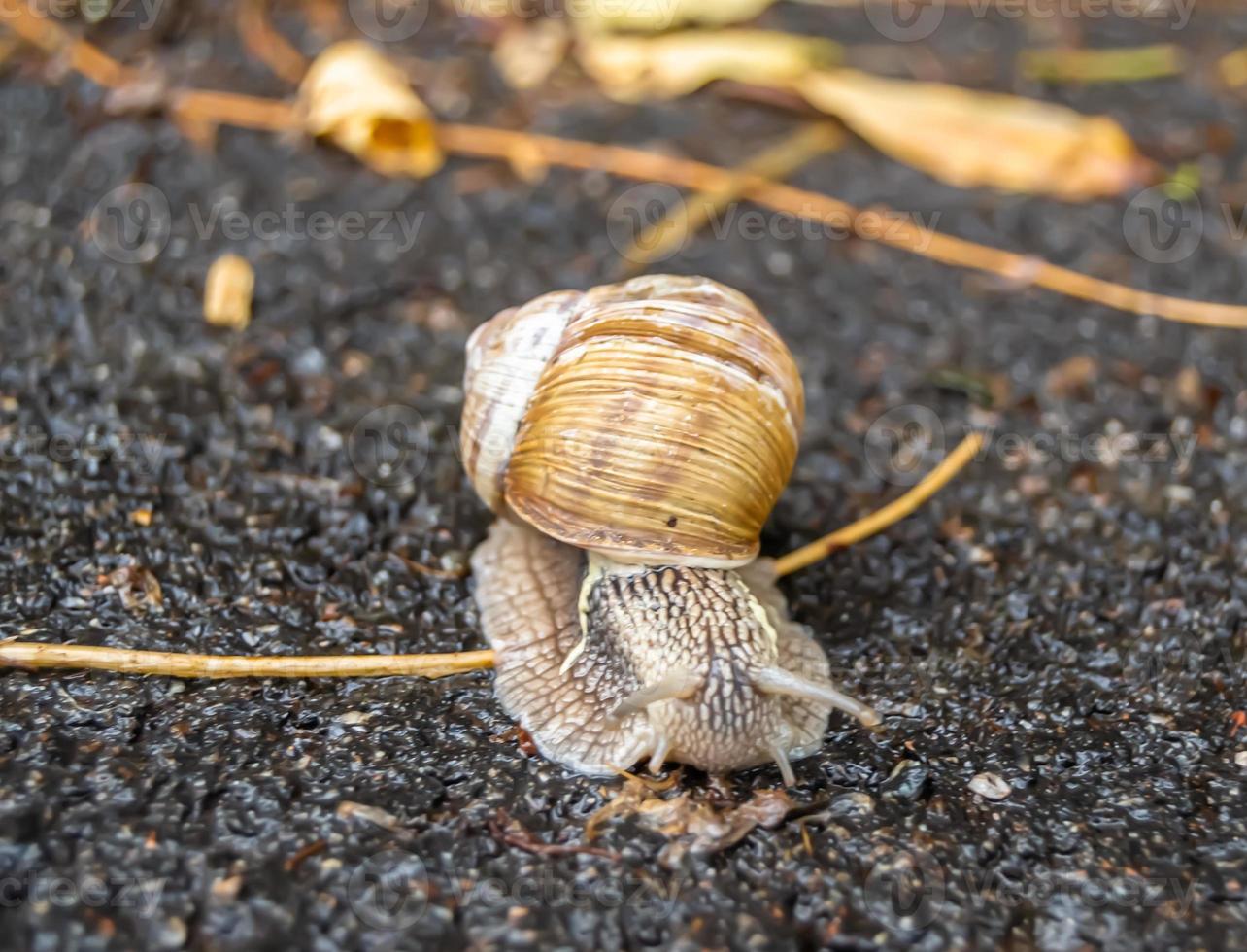 Caracol de jardín grande con concha arrastrándose sobre carretera mojada foto