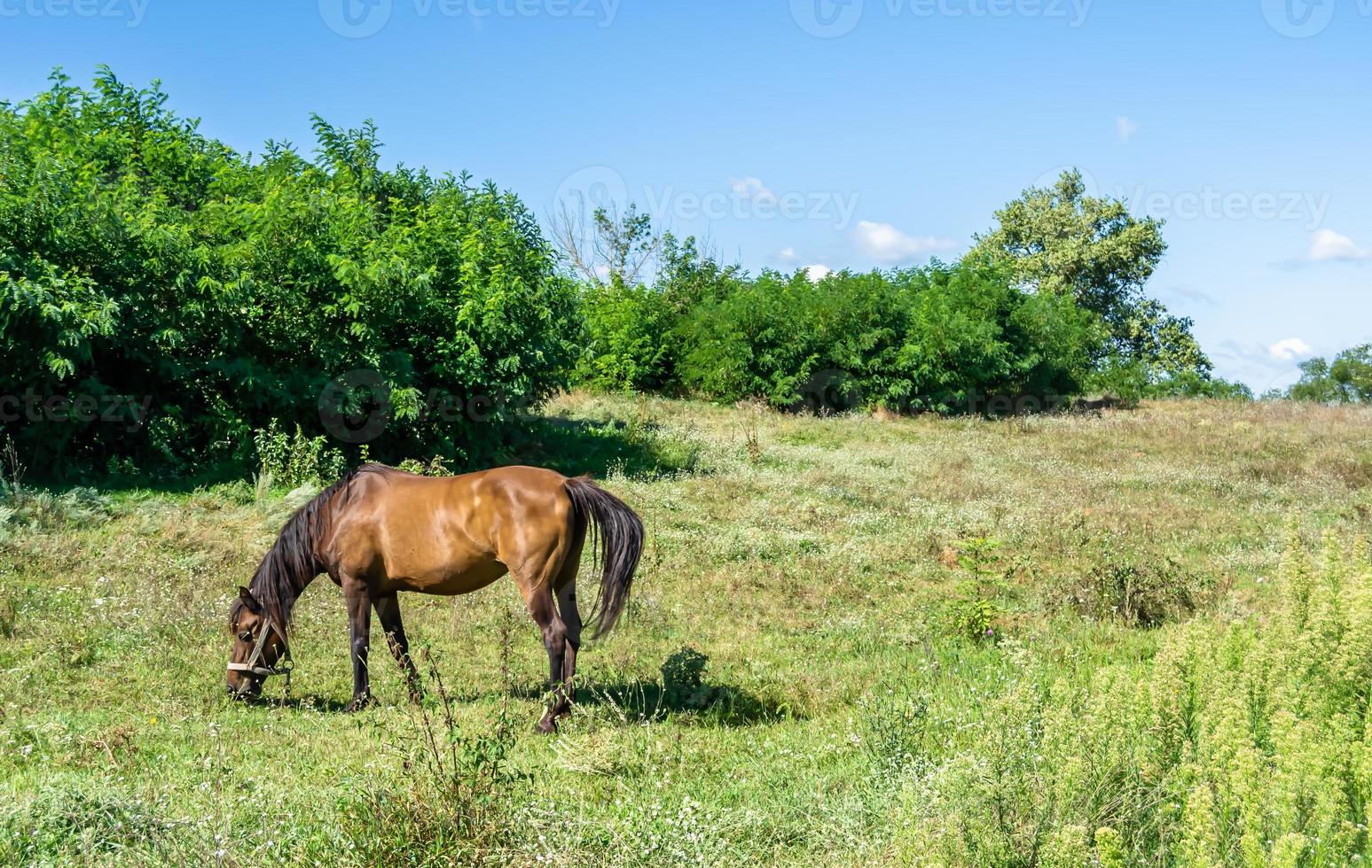 Beautiful wild brown horse stallion on summer flower meadow photo