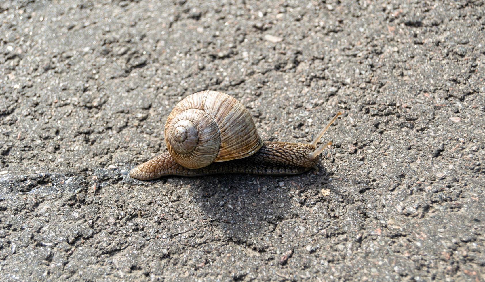 Big garden snail in shell crawling on wet road photo