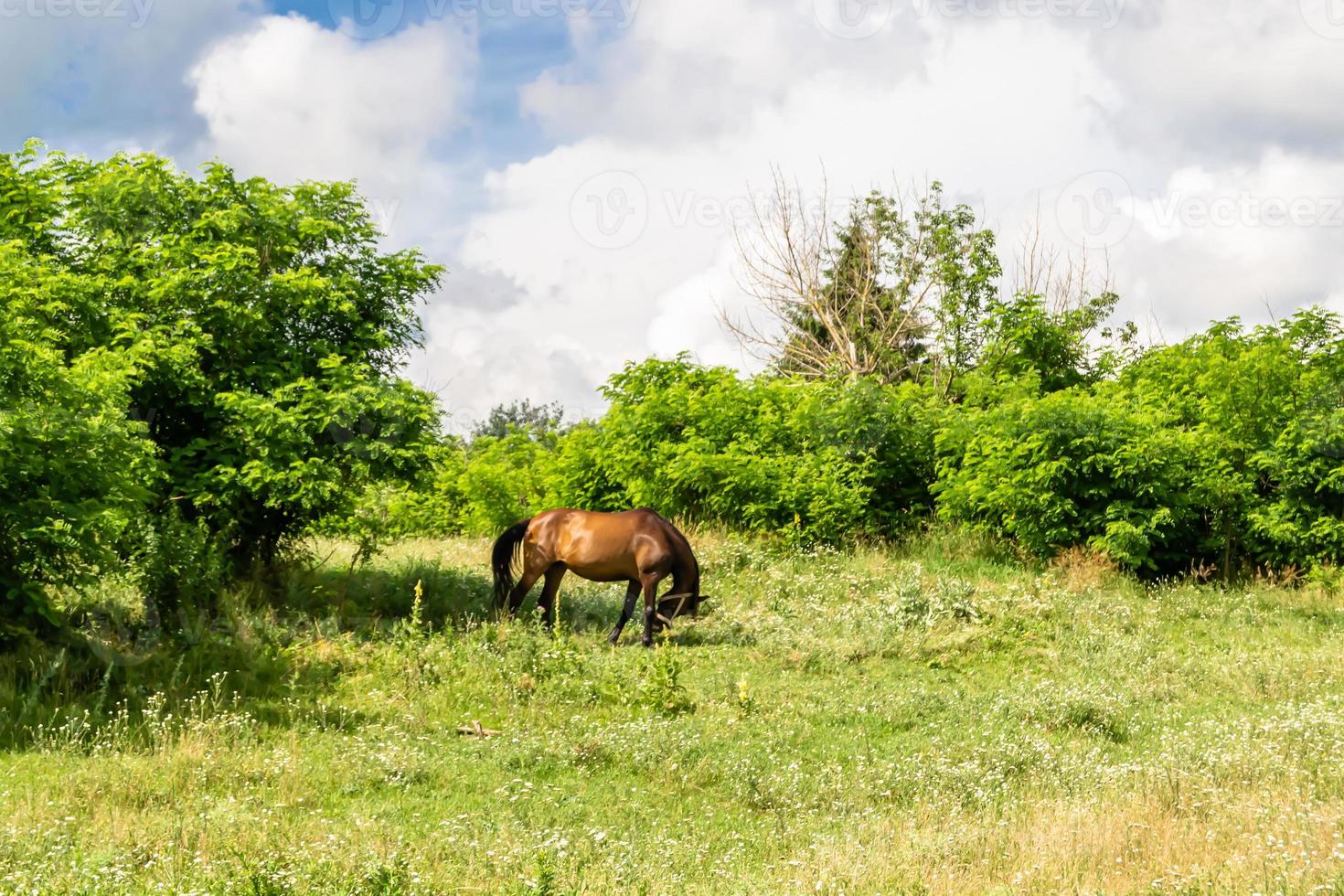 Beautiful wild brown horse stallion on summer flower meadow photo