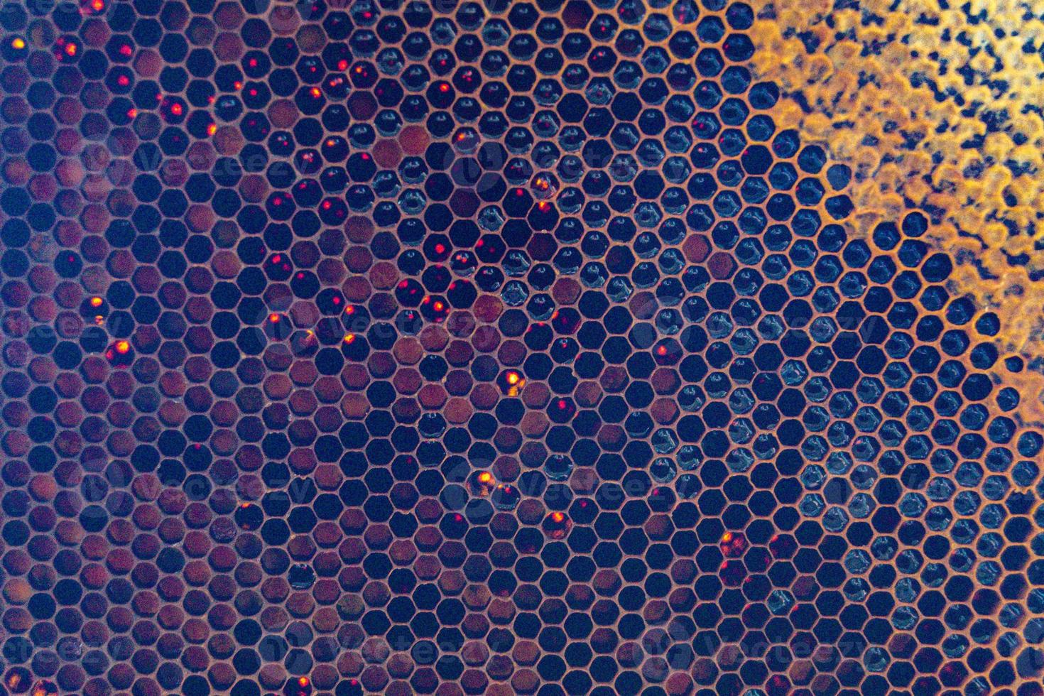 Honeycomb from bee hive filled with golden honey photo