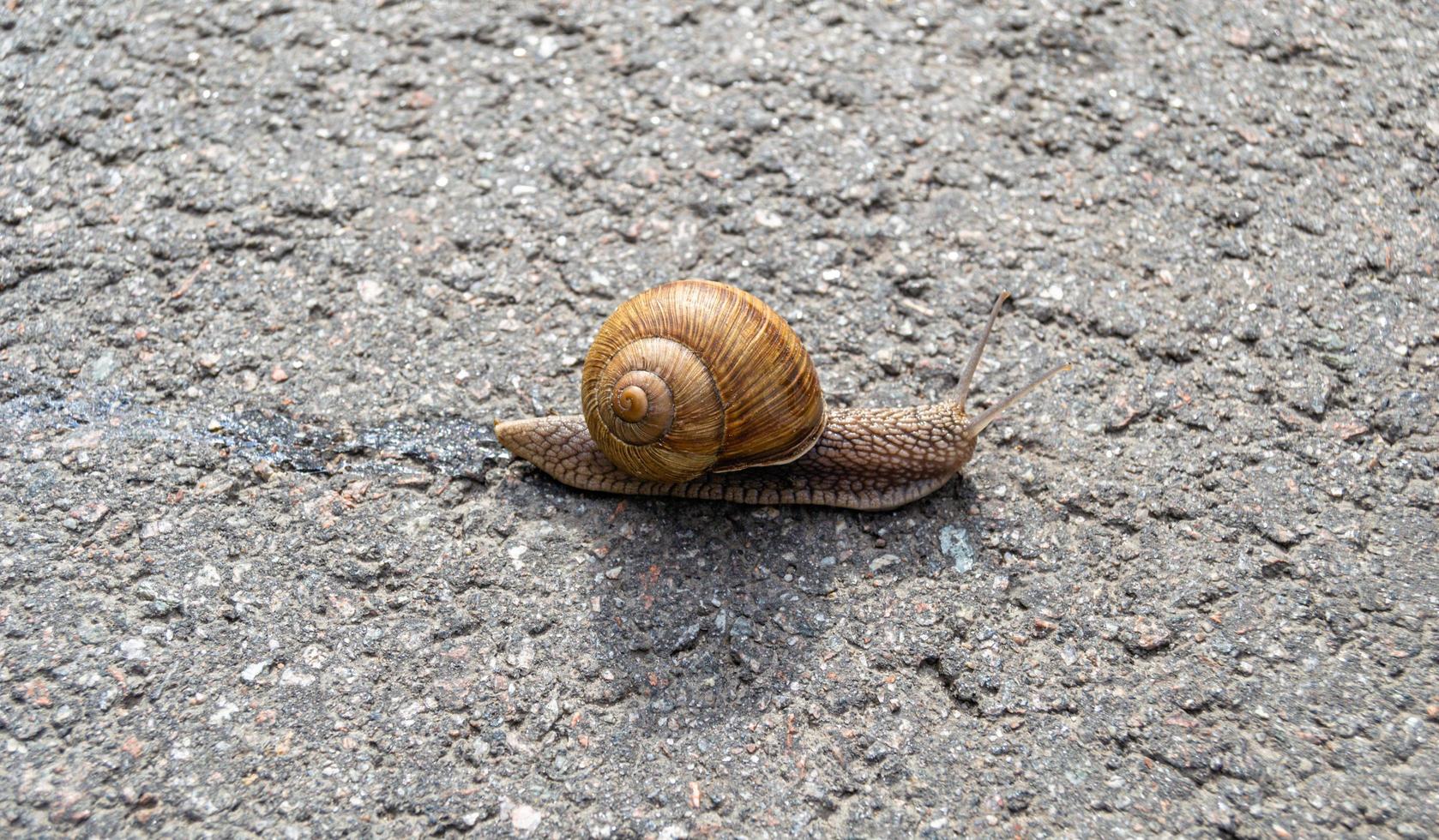 Big garden snail in shell crawling on wet road photo