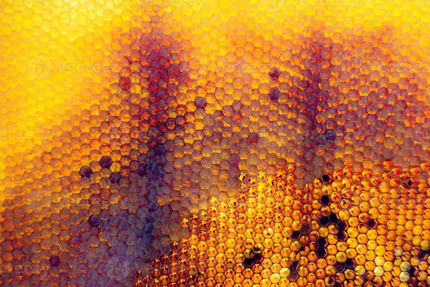 Honeycomb from bee hive filled with golden honey photo