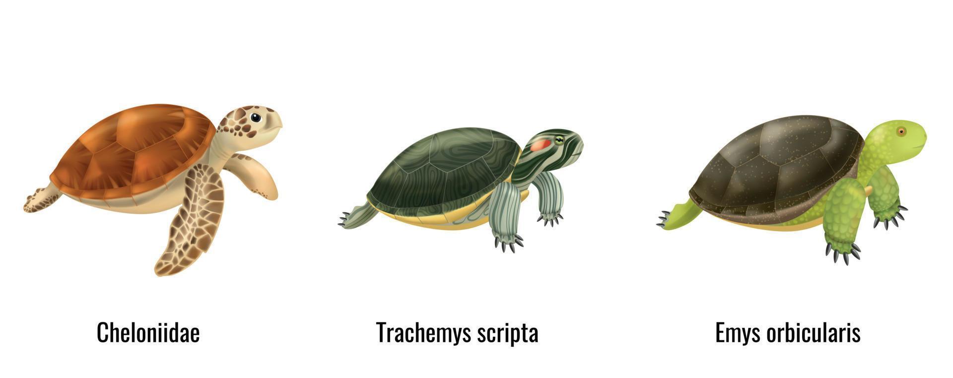 Realistic Sea Turtles vector