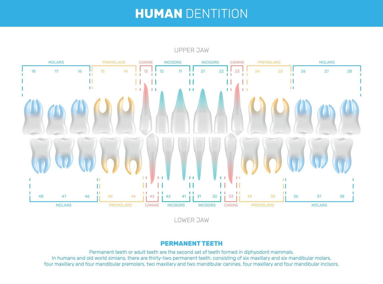 infografías realistas de dientes humanos vector