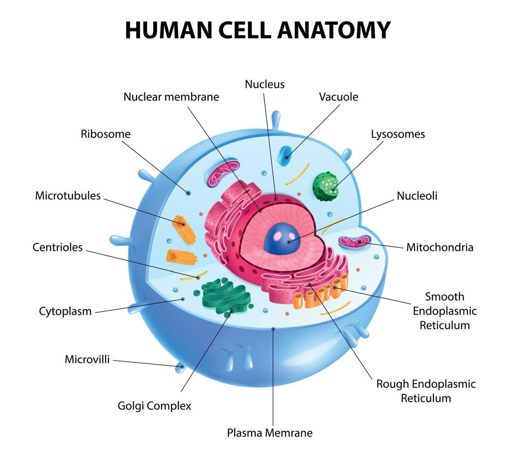 Human Cell Diagram 6406474 Vector Art at Vecteezy