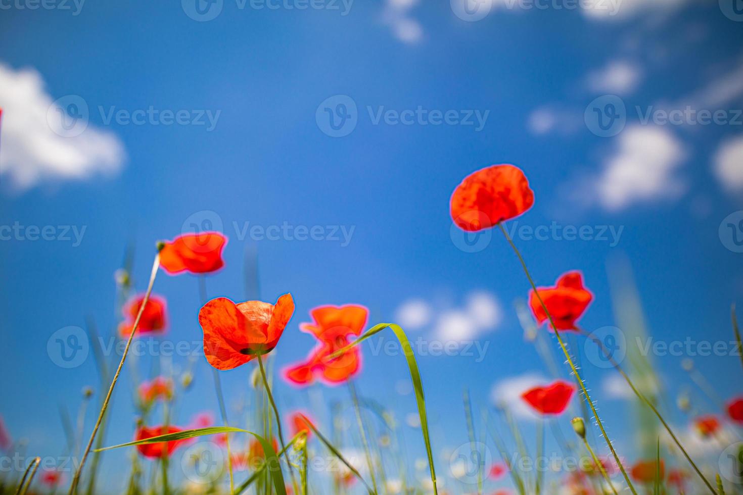 Red poppy flowers on sunny blue sky, poppies spring blossom, green meadow with flowers. Seasonal springtime landscape, relaxing nature closeup photo