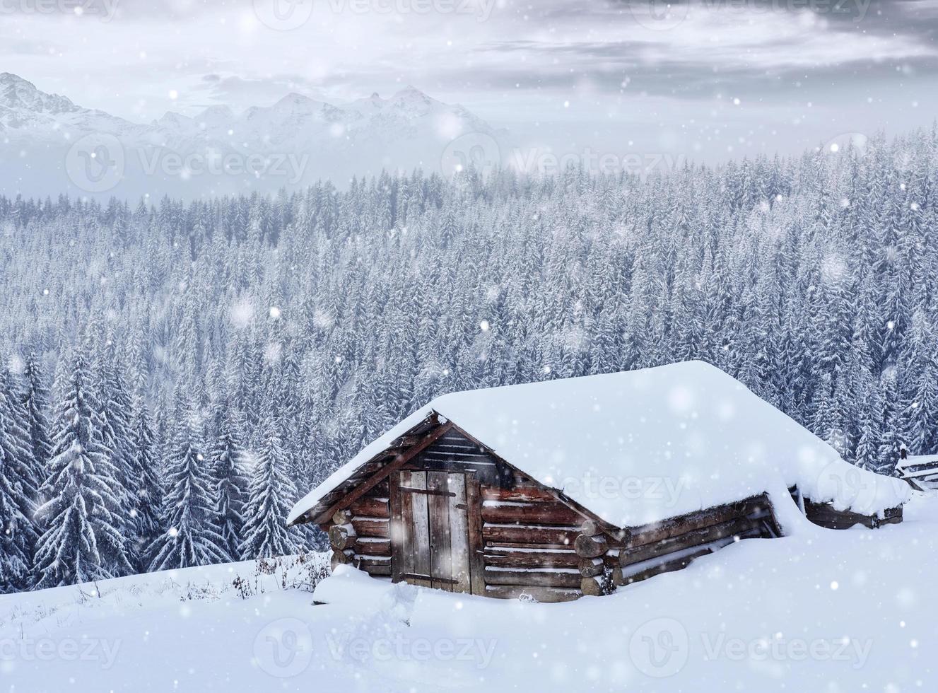 Cozy wooden hut high in the snowy mountains. Great pine trees on the background. Abandoned kolyba shepherd. Cloudy day. Carpathian mountains, it is snowing. Ukraine, Europe photo