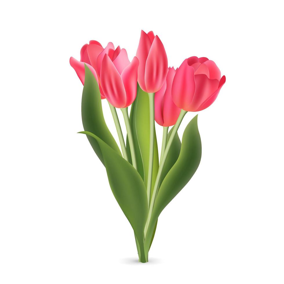 Realistic pink red tulips with green leaves isolated on white background vector
