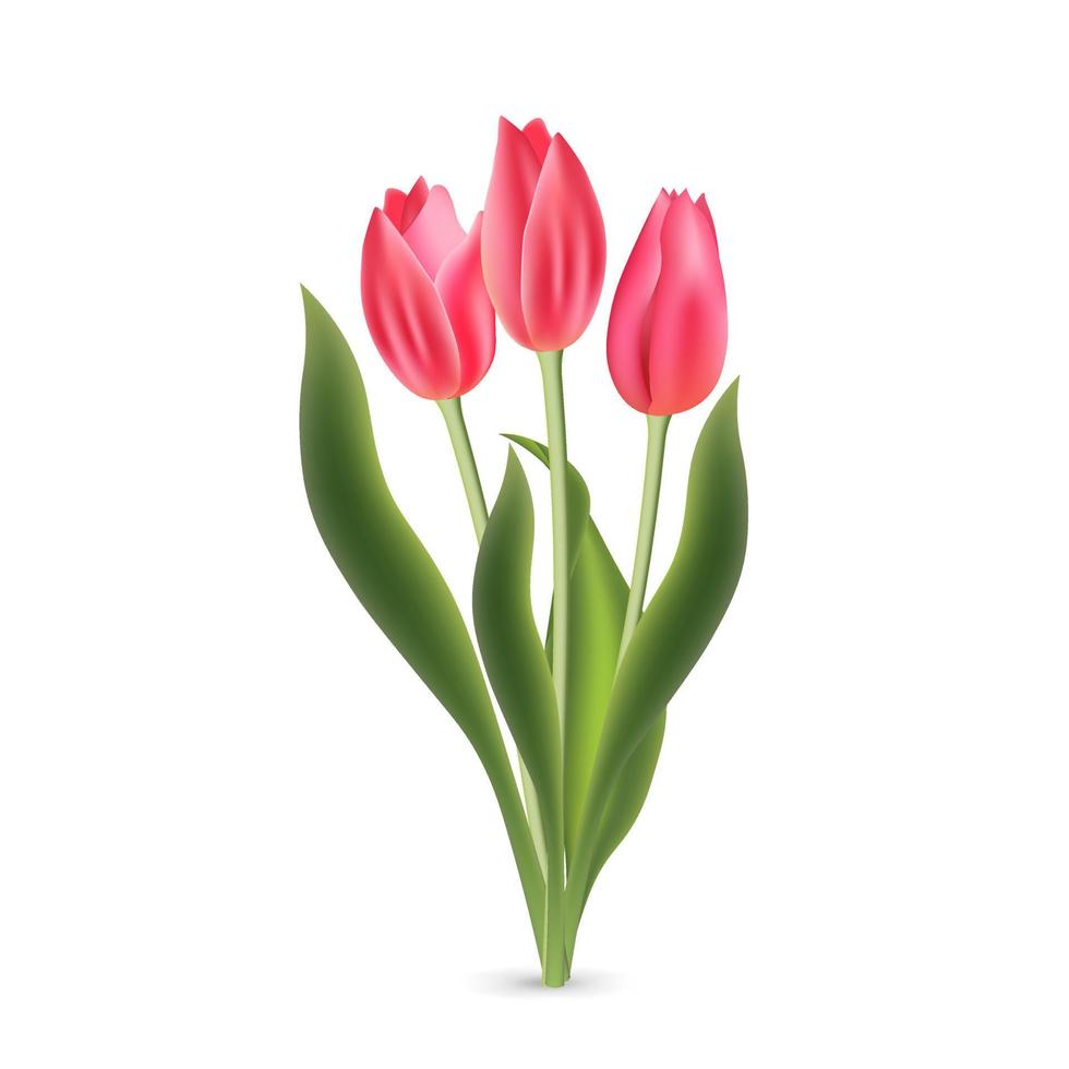 Realistic pink red tulips with green leaves isolated on white background vector