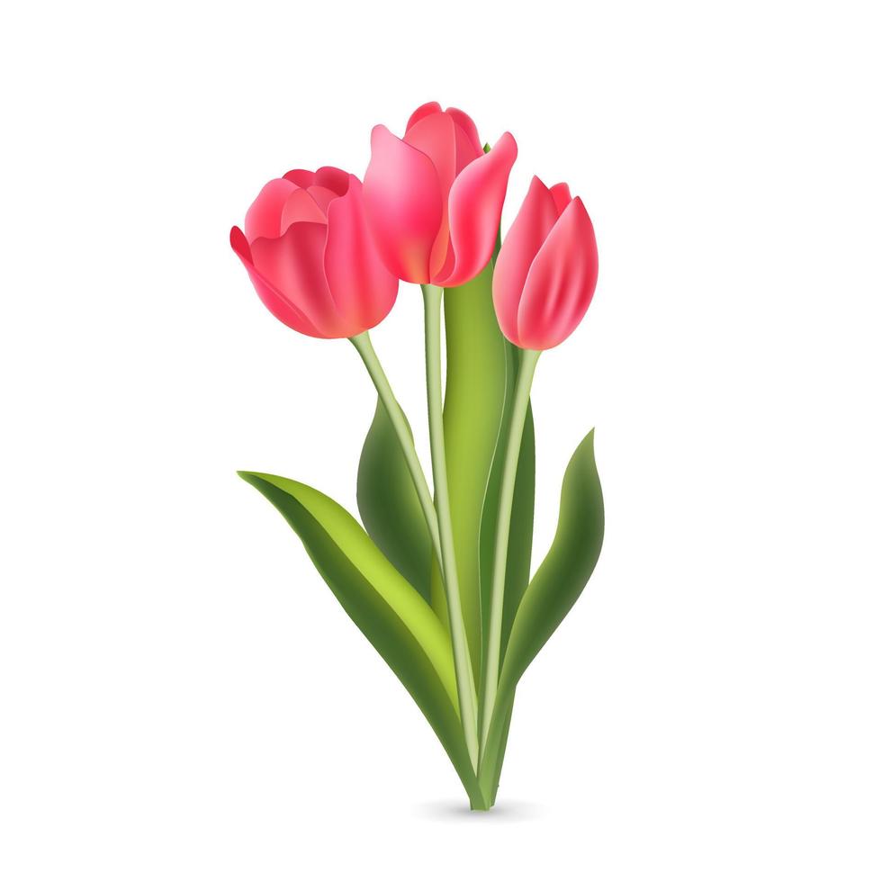 Realistic pink red tulips with green leaves isolated on white background vector