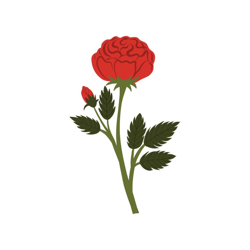 Elegant red rose. Gorgeous blossom flower with lush petals isolated on white background. Botanical floral elements. Vector illustration.