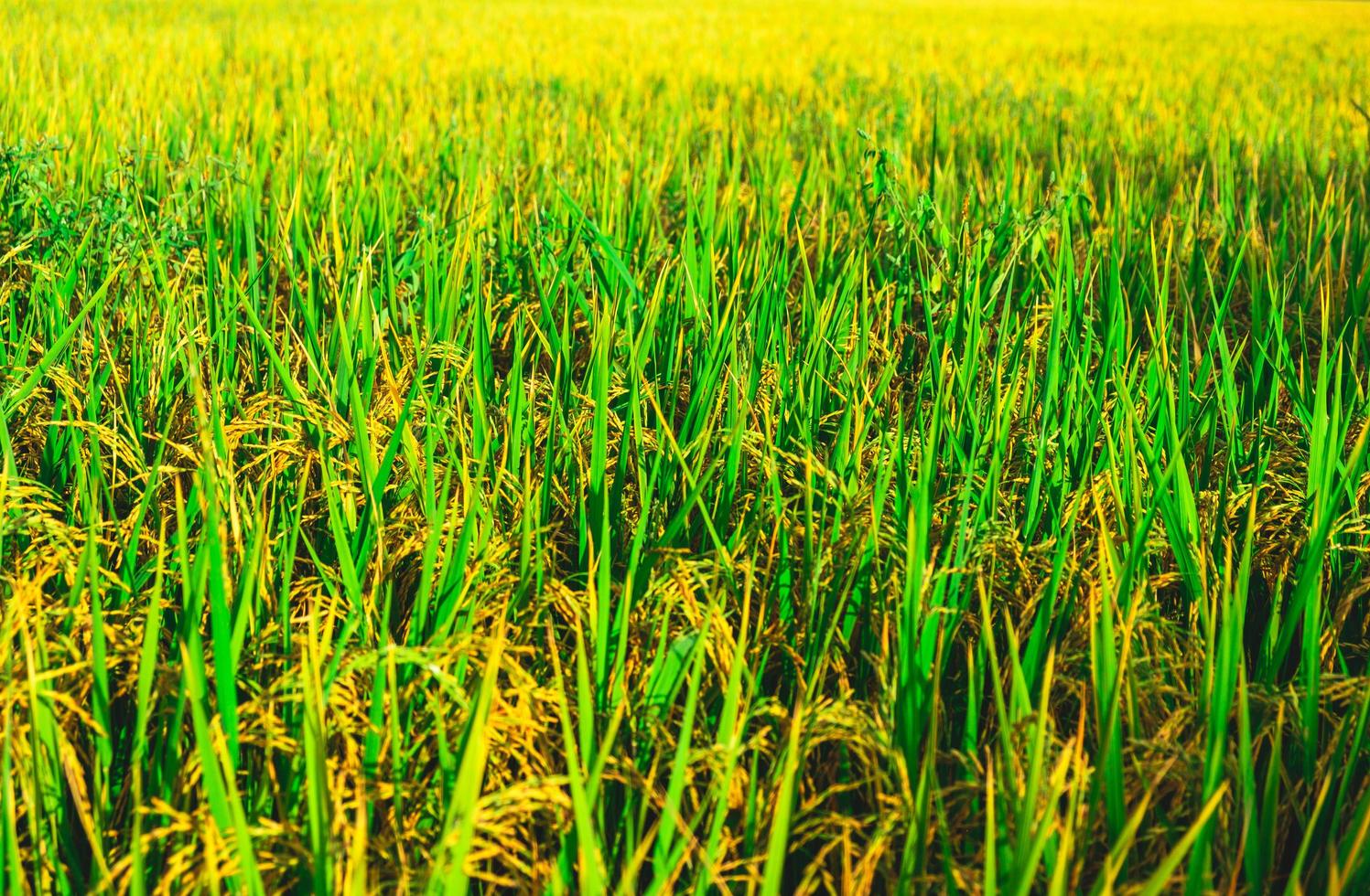 Fresh green rice field background. Lush green paddy in rice field
