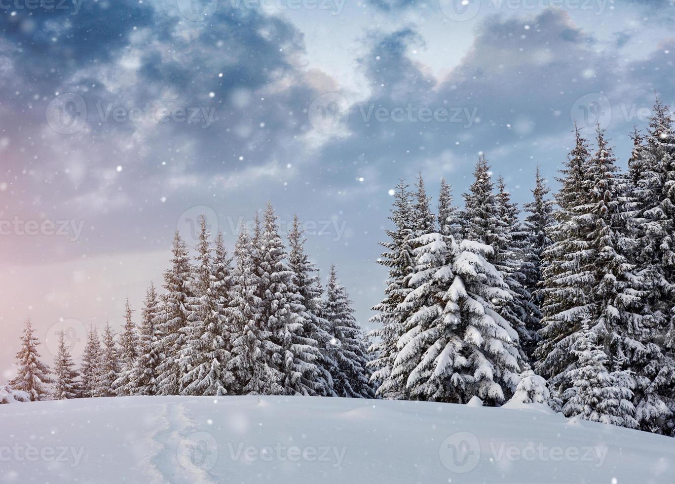 árboles de paisaje invernal y valla en escarcha, fondo con algunos reflejos suaves y copos de nieve. montañas de los Cárpatos, está nevando. ucrania, europa foto