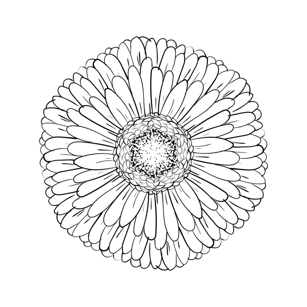 hermoso gerbera monocromático aislado sobre fondo blanco. para tarjetas de felicitación, invitaciones de boda, cumpleaños, día de san valentín, día de la madre, vacaciones de temporada. ilustración de boceto de línea de margarita de gerber. vector