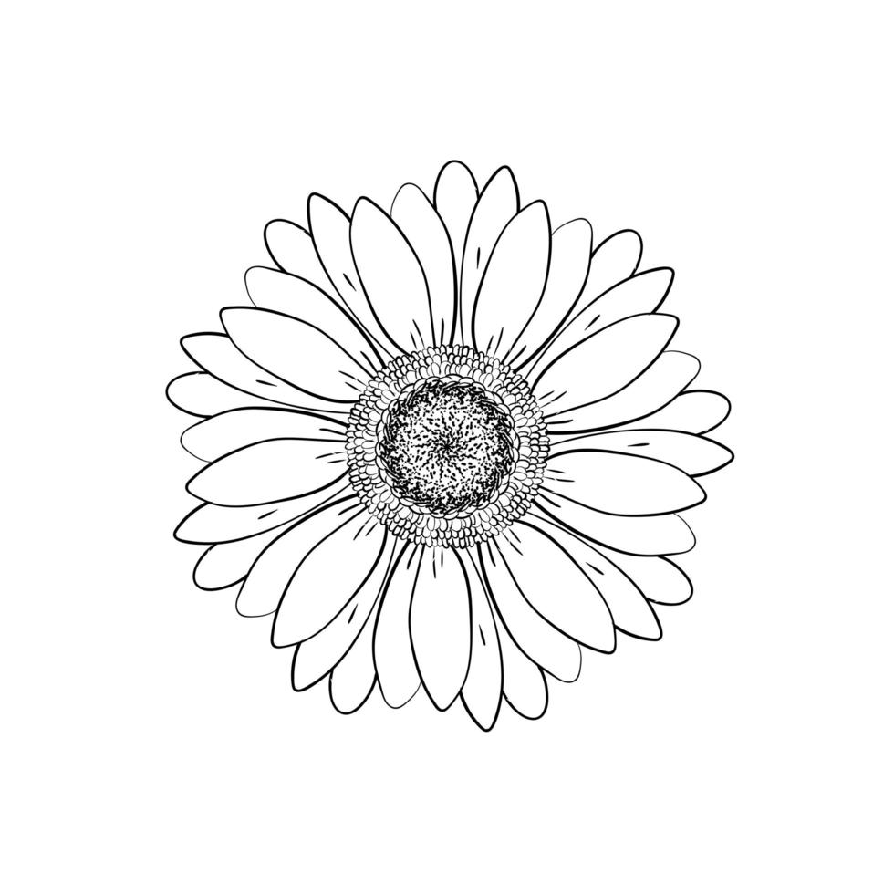 Open petals daisy head flower. Floral Botany drawings. Black and white line art. Abstract floral background. Gerbera daisy. Sketch Element for design. vector