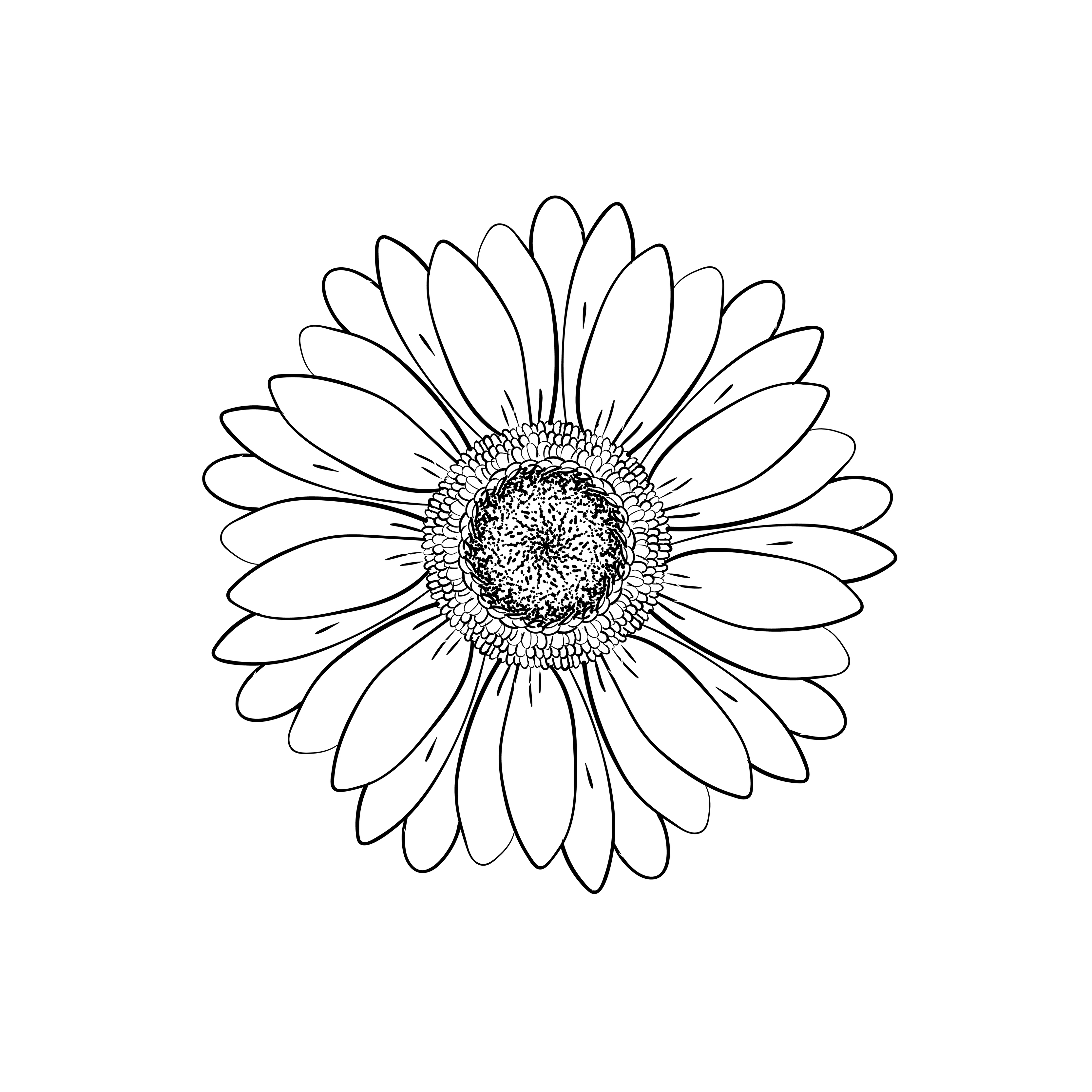 Gerber Daisy Illustration