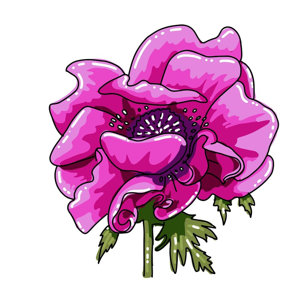 Single big hand drawn colored anemone. Pink magenta flower with black line path, close-up, on white background. Botanical vector illustration field flower. Beautiful blossom of Poppy Anemone Coronaria