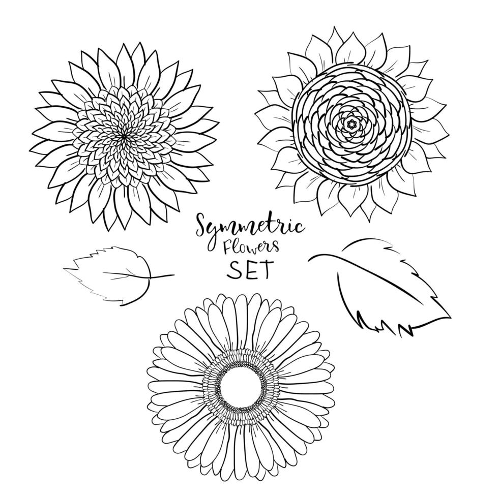 conjunto de flores de verano simétricas florales. gerbera dibujada a mano, girasol, ilustración vectorial de contorno sobre fondo blanco. colección de patrones, plantillas, pancartas, carteles, invitación, diseño de tarjetas de felicitación. vector