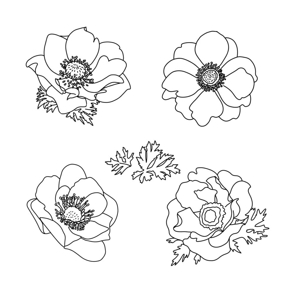 Floral summer Anemone flowers set. Hand drawn Doodle flower. Outline black and white Vector illustration. Collection for pattern, template, banner, posters, invitation and greeting card design.