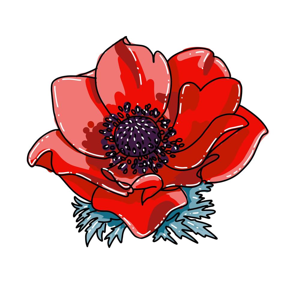 Closeup open red poppy flower blooming. Vector Isolated illustration on a white background. Realistic hand drawn blossom. Floral design object. Summer, spring sign, outlined symbol.