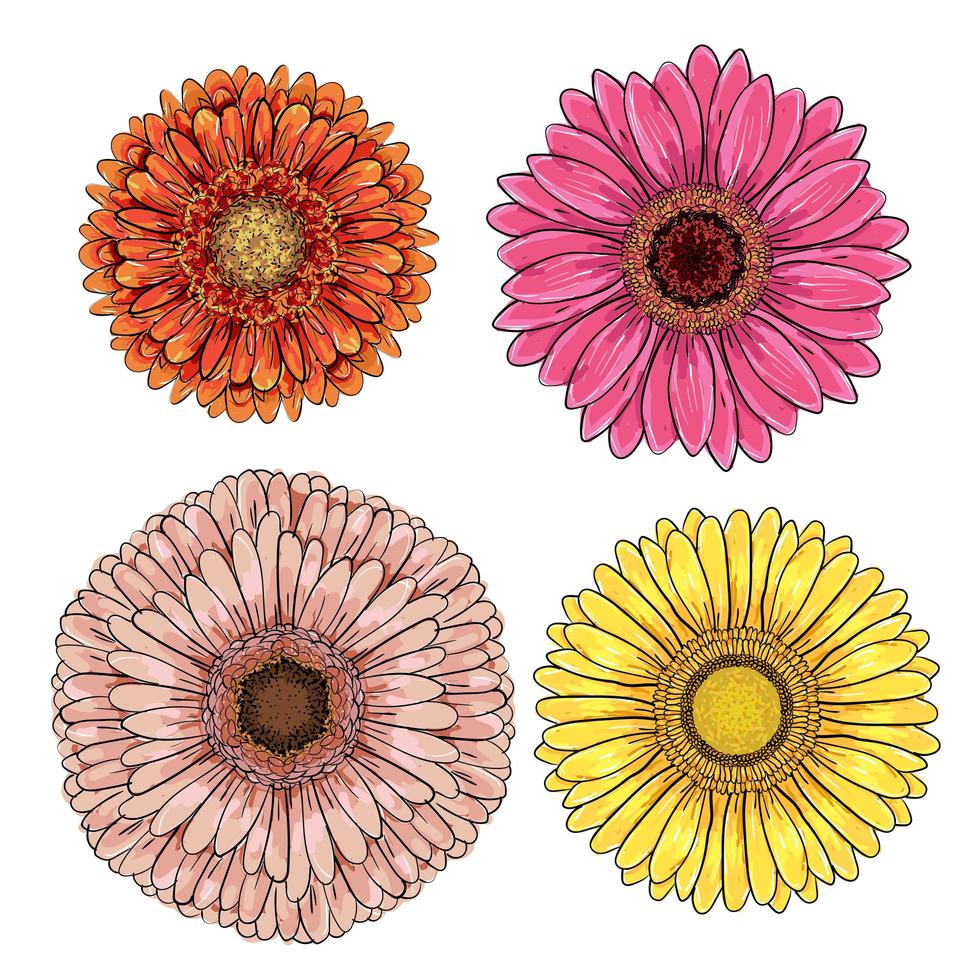 Set of 4 orange, yellow, pink, magenta gerberas isolated on white background for greeting cards, wedding invitations, birthday, Valentine's Day, mother's day. Gerber Daisy line sketch illustration. vector