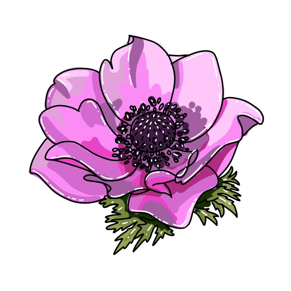 Single big hand drawn colored anemone. Pink flower with black line path, close-up, on a white background. Botanical vector illustration field flower. Beautiful blossom of Poppy Anemone Coronaria