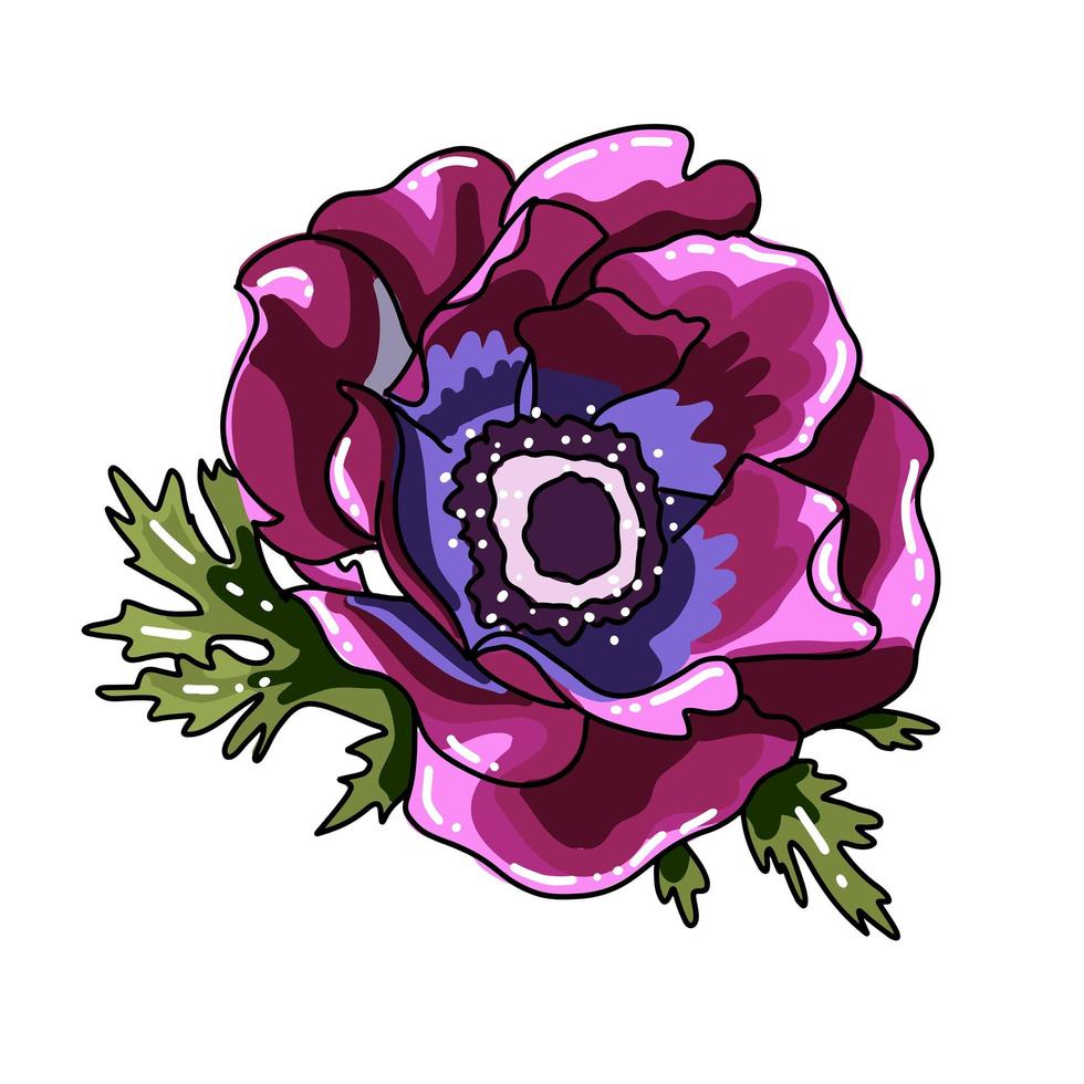 Single big hand drawn colored anemone. Purple flower with black line path, close-up, on a white background. Botanical vector illustration field flower. Beautiful blossom of Poppy Anemone Coronaria