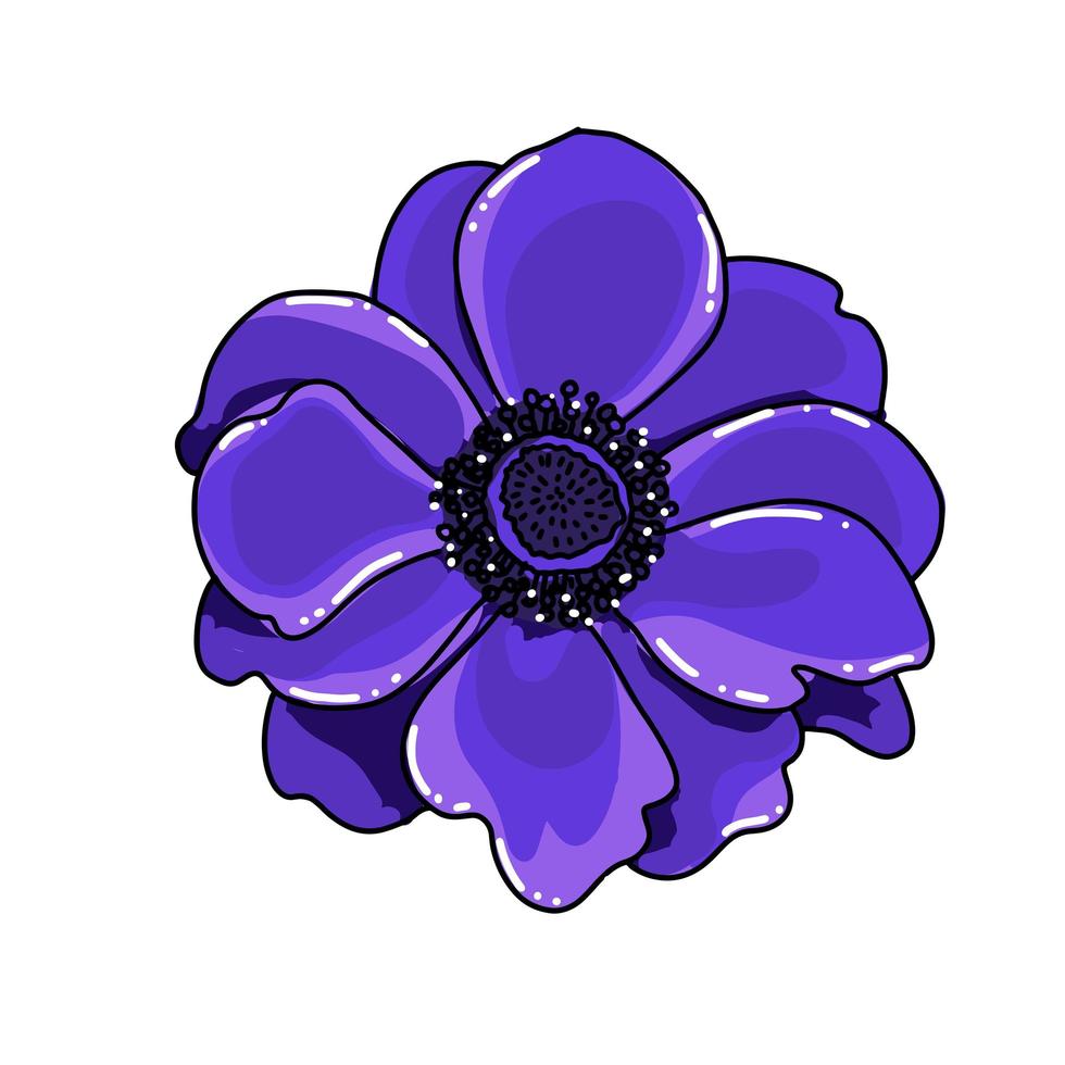 Single big hand drawn colored anemone. Bright blue flower with black line path, close-up, on a white background. Botanical vector illustration field flower.Beautiful blossom of Poppy Anemone Coronaria