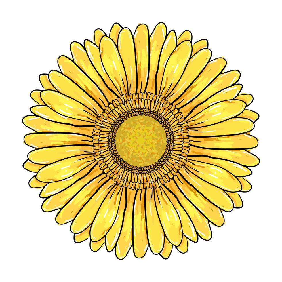 Gerbera Daisy flower, Colorful yellow head Isolated on white background