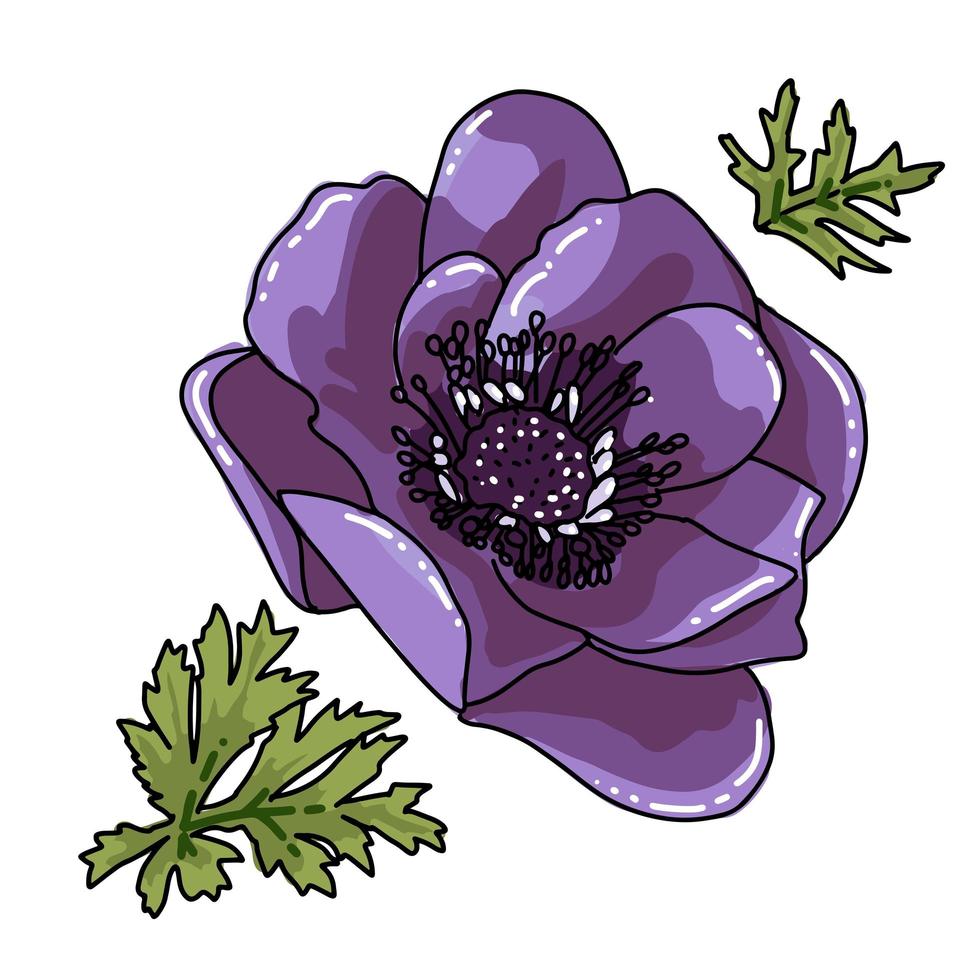 Single big hand drawn colored anemone. Violet flower with black line path, close-up, on a white background. Botanical vector illustration field flower. Beautiful blossom of Poppy Anemone Coronaria