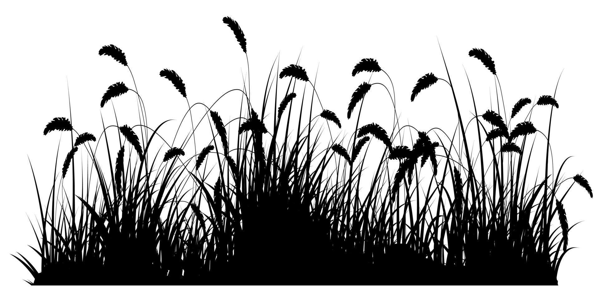 reeds grass silhouette vector